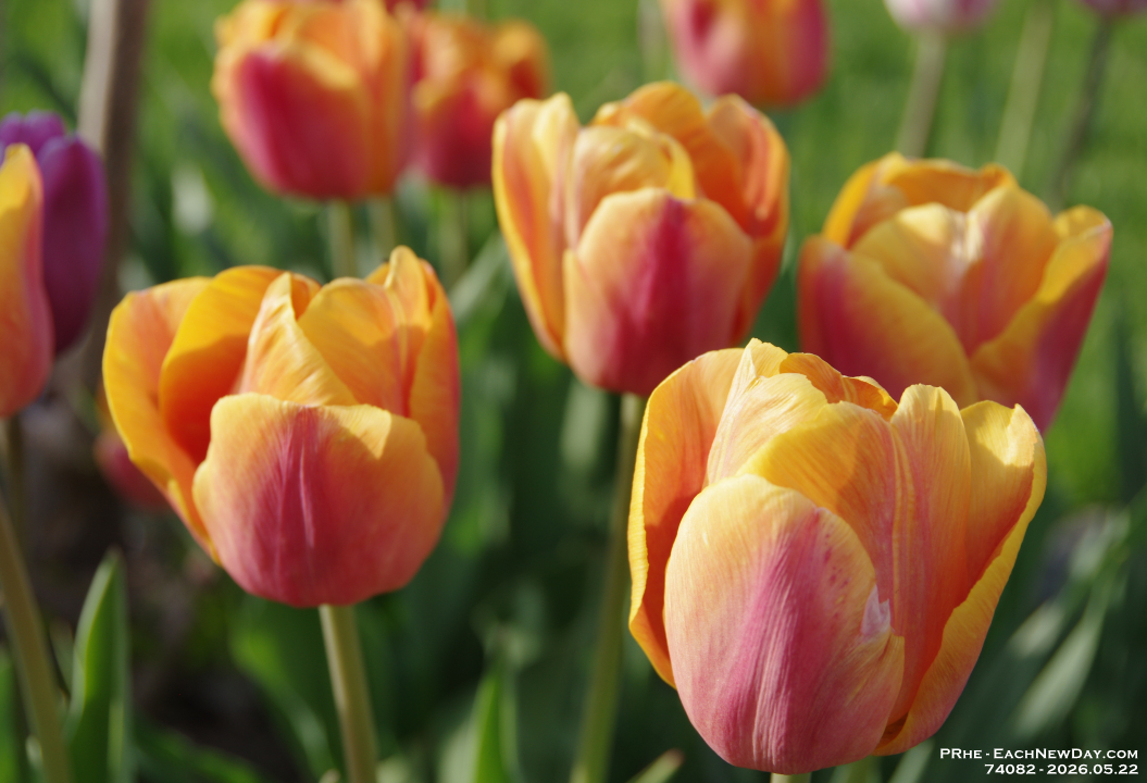74082Cr - Tulips at sundown